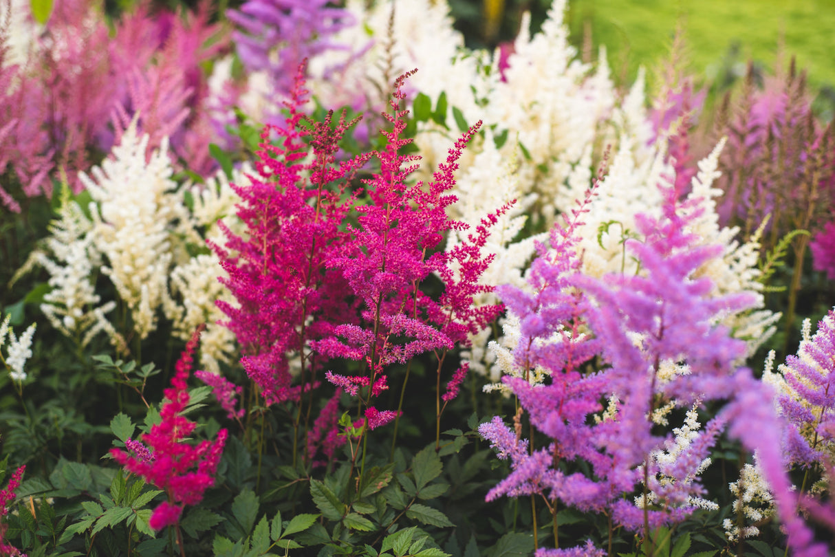 50 MIXED Colors ASTILBE BUNTER Astilbe Simplicifolia Shade Red White Purple Pink Flower Seeds