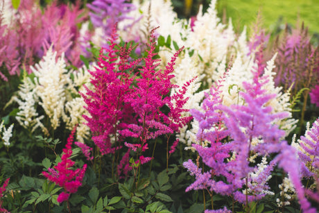 50 MIXED Colors ASTILBE BUNTER Astilbe Simplicifolia Shade Red White Purple Pink Flower Seeds