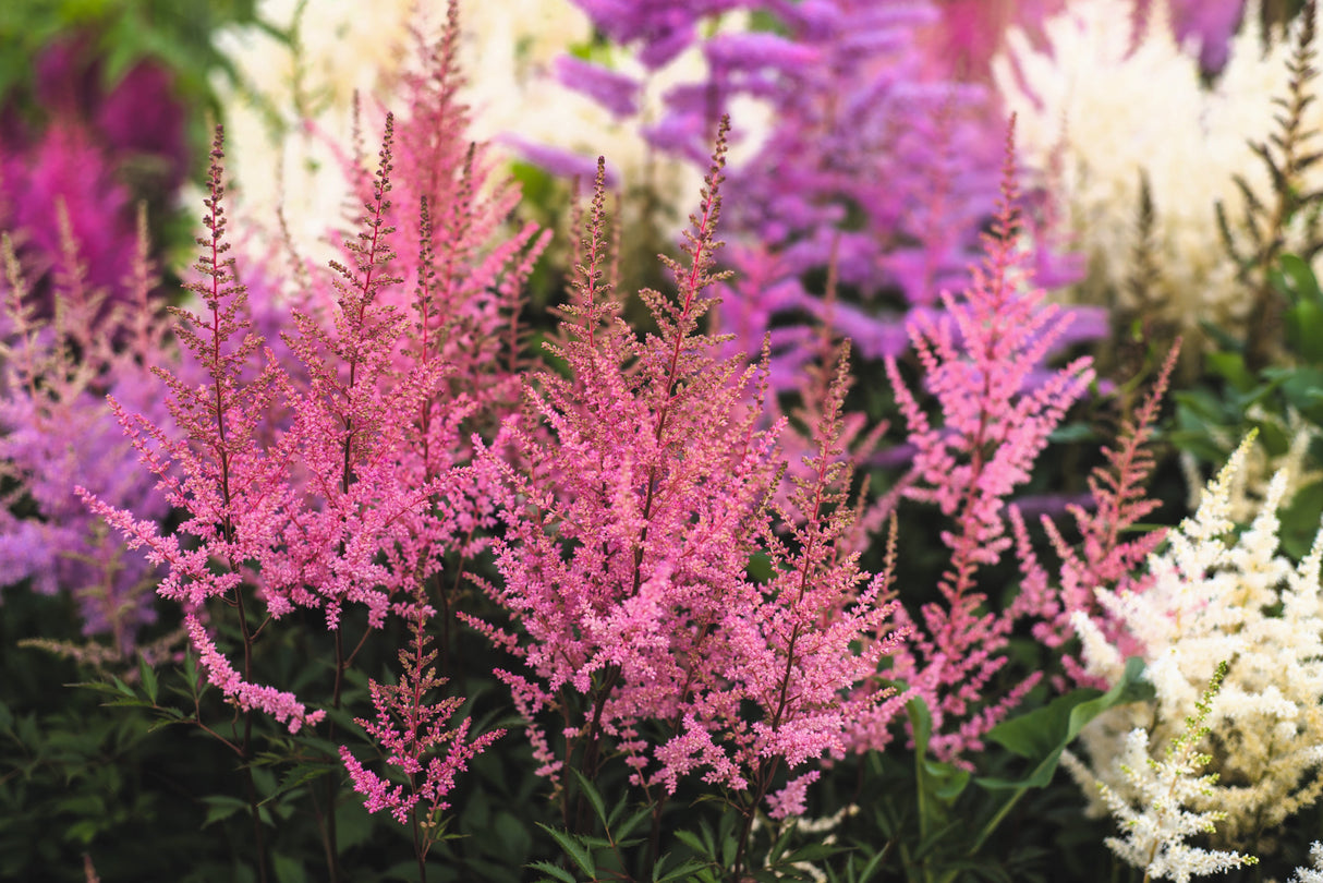 50 MIXED Colors ASTILBE BUNTER Astilbe Simplicifolia Shade Red White Purple Pink Flower Seeds