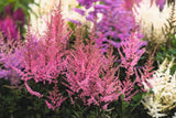 50 MIXED Colors ASTILBE BUNTER Astilbe Simplicifolia Shade Red White Purple Pink Flower Seeds