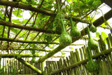 30 DIPPER GOURD Siphon Gourd Green Lagenaria Siceraria Vegetable Seeds