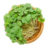 200 Organic BUCKWHEAT Fagopyrum Esculentum Grain Cover Crop Ground Cover Flower Vegetable Seeds