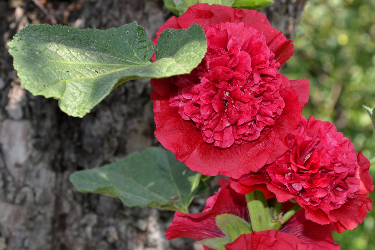 25 SCARLET DOUBLE Red HOLLYHOCK Alcea Rosea Flower Seeds Perennial