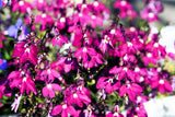 200 Red CRIMSON FOUNTAIN LOBELIA Erinus Trailing Flower Seeds