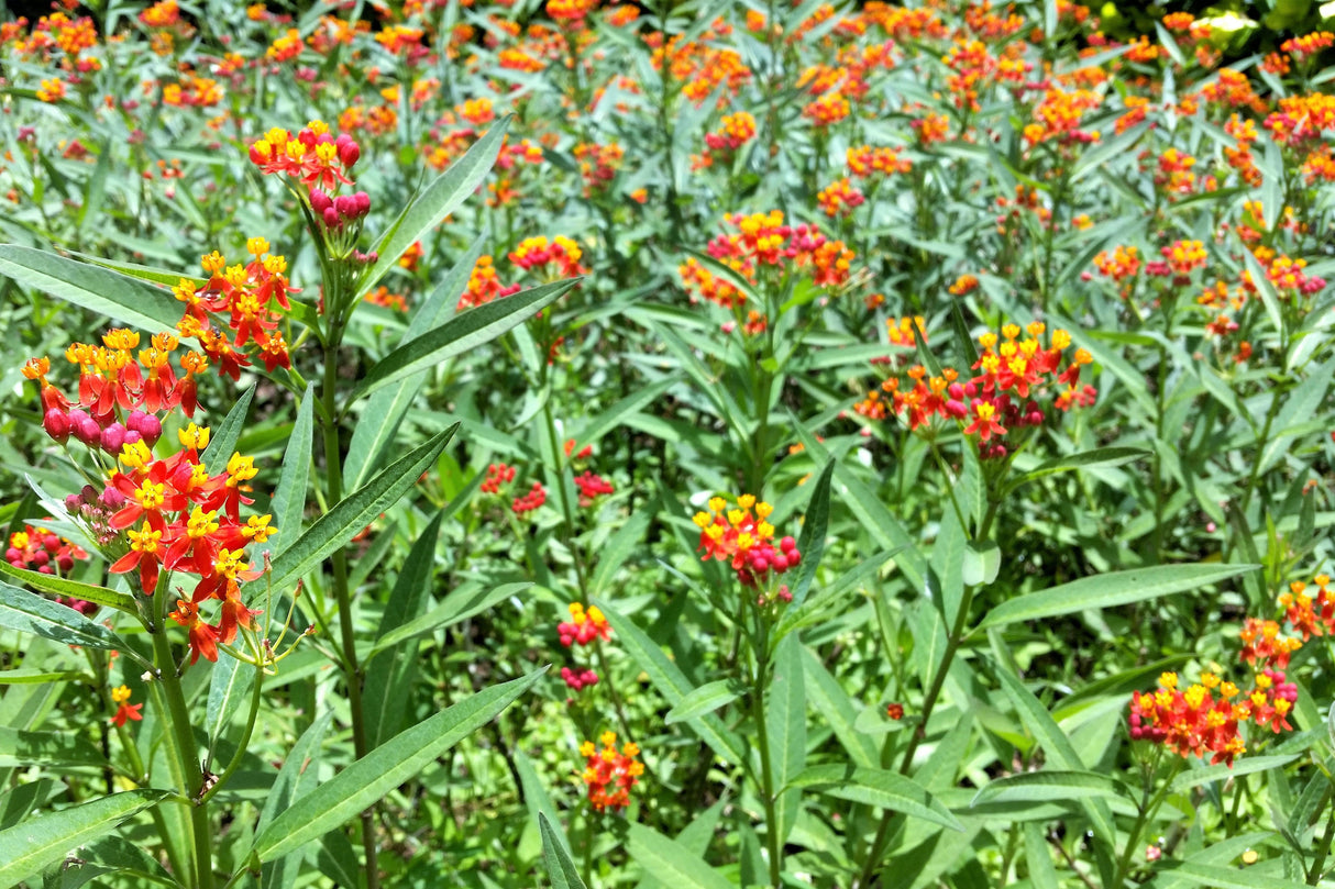 100 SUNSET MILKWEED Asclepias Curassavica Scarlet Blood Flower Red Orange Butterfly Weed Seeds