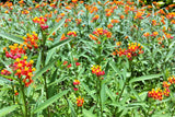 100 SUNSET MILKWEED Asclepias Curassavica Scarlet Blood Flower Red Orange Butterfly Weed Seeds