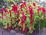 500 LOVE LIES BLEEDING Amaranthus Caudatus (Kiss Me Over The Garden Gate) Flower Seeds