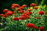 70 RED LYCHNIS Chalcedonica Campion Silene Maltese Cross Flower Seeds