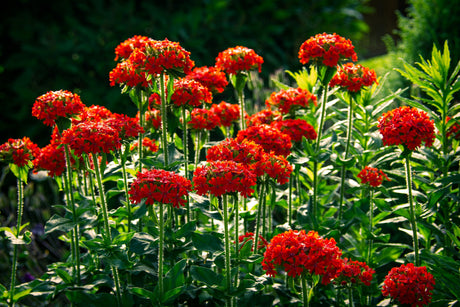70 RED LYCHNIS Chalcedonica Campion Silene Maltese Cross Flower Seeds