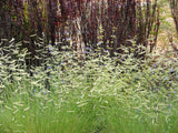 1000 BLUE GRAMA GRASS Gramma Bouteloua Gracilis Flower Mosquito Grass Seeds