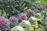 50 MIXED ORNAMENTAL CABBAGE Flowering Cabbage Brassica Oleracea Seeds