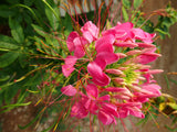 200 ROSE QUEEN CLEOME Hassleriana Spinosa Pink Spider Flower Seeds