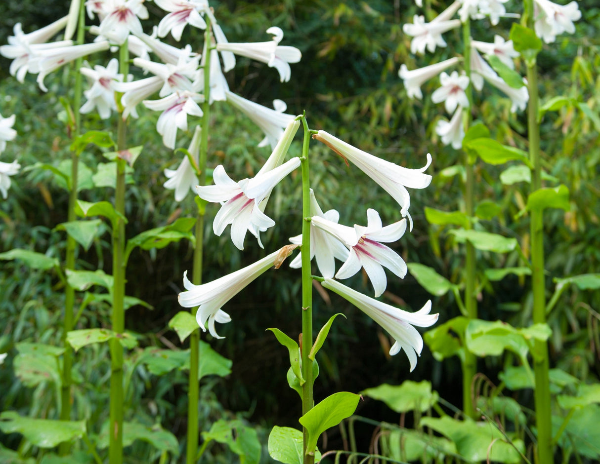 10 Seeds GIANT HIMALAYAN LILY Cardiocrinum Giganteum White & Red Shade Flower