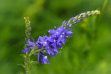 75 ROYAL BLUE SPEEDWELL Veronica Austriaca Teucrium Flower Seeds