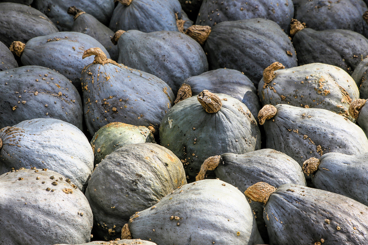 30 BLUE HUBBARD SQUASH New England Buttercup Cucurbita Pepo Vegetable Seeds