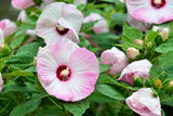 25 MIXED LUNA HIBISCUS Moscheutos Hardy Mixed Colors - Red, Hot Pink, Pink & White Swirl, and White Flower Seeds
