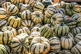 25 SWEET DUMPLING SQUASH Orange Winter Delicata Cucurbita Maxima Vegetable Seeds