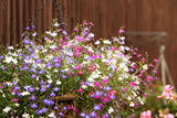 200 MIXED COLORS LOBELIA Regatta Lobelia Erinus Flower Seeds