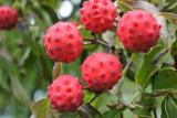 5 PINK DOGWOOD Tree Cornus Capitata Angustata Kousa Ornamental Flowering Tree Seeds