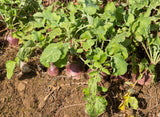 3000 LAURENTIAN RUTABAGA Brassica Napus Vegetable Seeds