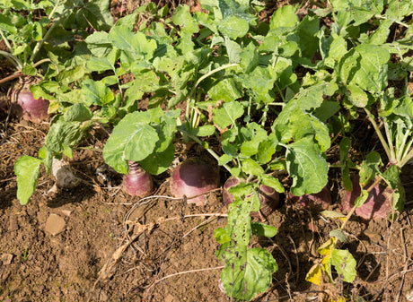 3000 LAURENTIAN RUTABAGA Brassica Napus Vegetable Seeds