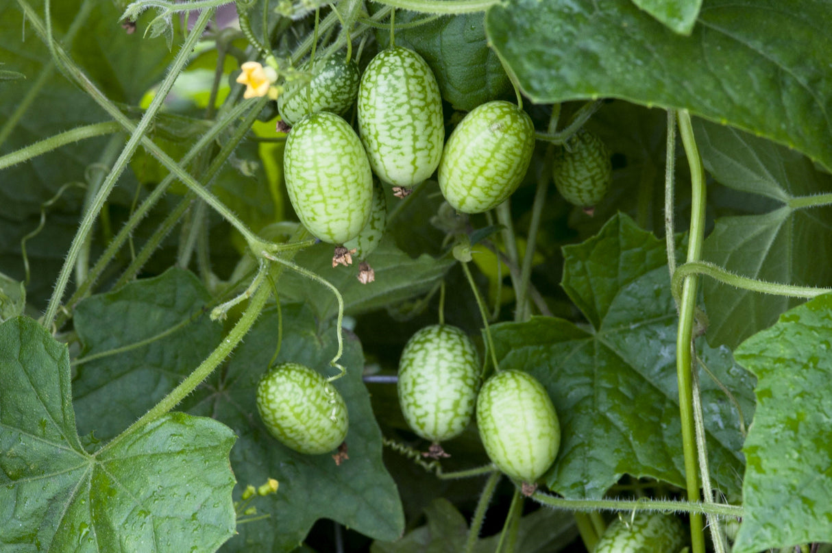 10 CUCAMELON Melothria Scabra Mouse Melon Mexican Gherkin Mini Watermelon Cucumber Fruit Vine Seeds