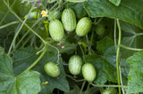 10 CUCAMELON Melothria Scabra Mouse Melon Mexican Gherkin Mini Watermelon Cucumber Fruit Vine Seeds