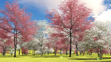 5 PINK FLOWERING DOGWOOD Tree Cornus Florida Rubra Native Ornamental Tree Seeds