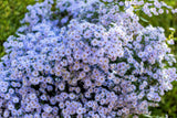 100 HEART LEAVED ASTER Cordifolius Symphyotrichum Blue Wood Aster Flower Seeds
