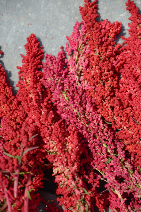 100 Organic RED HEAD QUINOA Grain Chenopodium Quinoa Pink & Red Heads - White Seeds