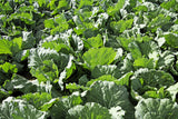 500 GOLDEN ACRE Early CABBAGE Brassica Oleracea Capitata Vegetable Seeds