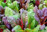 150 Mixed Colors NORTHERN LIGHTS  SWISS CHARD (Perpetual Spinach) Beta Vulgaris Cicla Vegetable Seeds