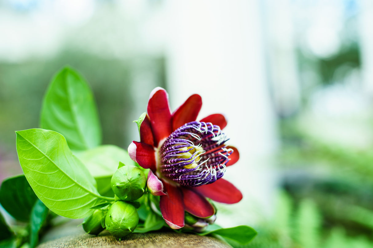 5 GIANT GRANADILLA Red Passion Flower Passiflora Quadrangularis Yellow Fruit Vine Seeds