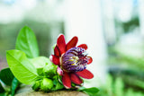 5 GIANT GRANADILLA Red Passion Flower Passiflora Quadrangularis Yellow Fruit Vine Seeds