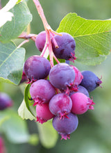 20 SASKATOON SERVICEBERRY aka Western, Pacific, Juneberry, Shadbush Amelanchier Alnifolia Native Edible Purple Berry Fruit White Flower Shrub Seeds