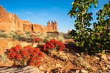 50 Red INDIAN PAINTBRUSH Castilleja Indivisa Flower Seeds