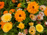 500 Mixed Colors FANCY MIX Pot MARIGOLD Calendula Officinalis Flower Seeds
