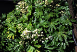 10 JAPANESE FATSI Shrub Flower Paperplant Fatsia Aralia Japonica Seeds