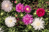 50 Mixed OSTRICH PLUME ASTER Feather Spider Callistephus Chinensis Flower Seeds