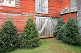 20 FRASER FIR Tree Abies Fraseri Christmas Tree Southern Balsam Fir Native Evergreen Seeds