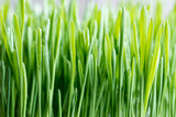 100 Common BARLEY Hordeum Vulgare Grain Grass Cover Crop Beer Seeds