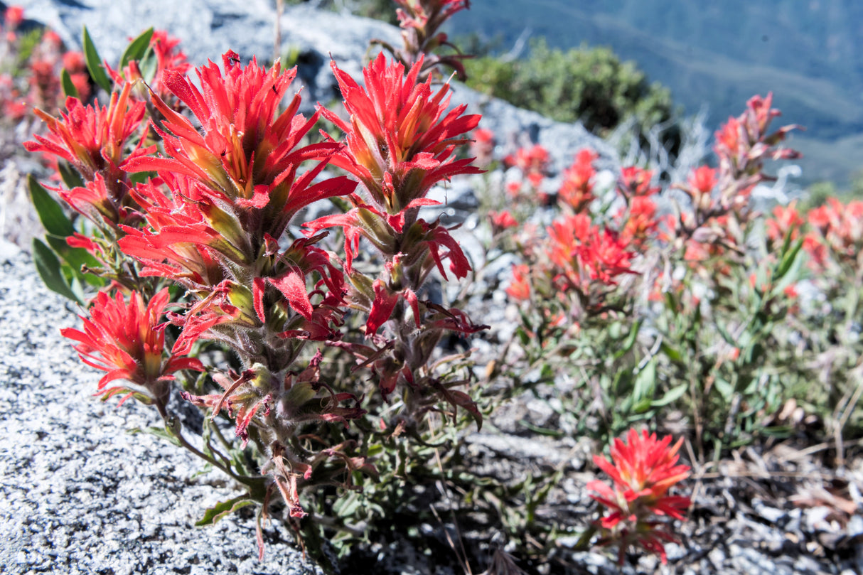 50 Red INDIAN PAINTBRUSH Castilleja Indivisa Flower Seeds