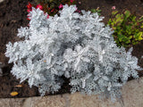 300 SILVERDUST DUSTY MILLER Cineraria Maritima Jacobaea Senecio Flower Seeds