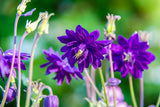 100 TALL DOUBLE COLUMBINE Aquilegia Vulgaris Mixed Colors Red, Pink, Purple, & White Flower Seeds