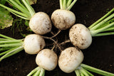 3000 SHOGOIN TURNIP White Japanese Brassica Rapa Root & Greens Vegetable Seeds