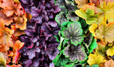1200 Mixed Colors CORAL BELLS HEUCHERA Shade Flower Seeds