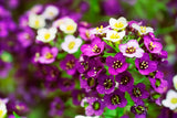 100 EASTER BONNET ALYSSUM Lobularia Maritima Bright Violet Purple Flower Seeds