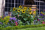 50 HOPI Black Dye SUNFLOWER Helianthus Annuus Flower Seeds