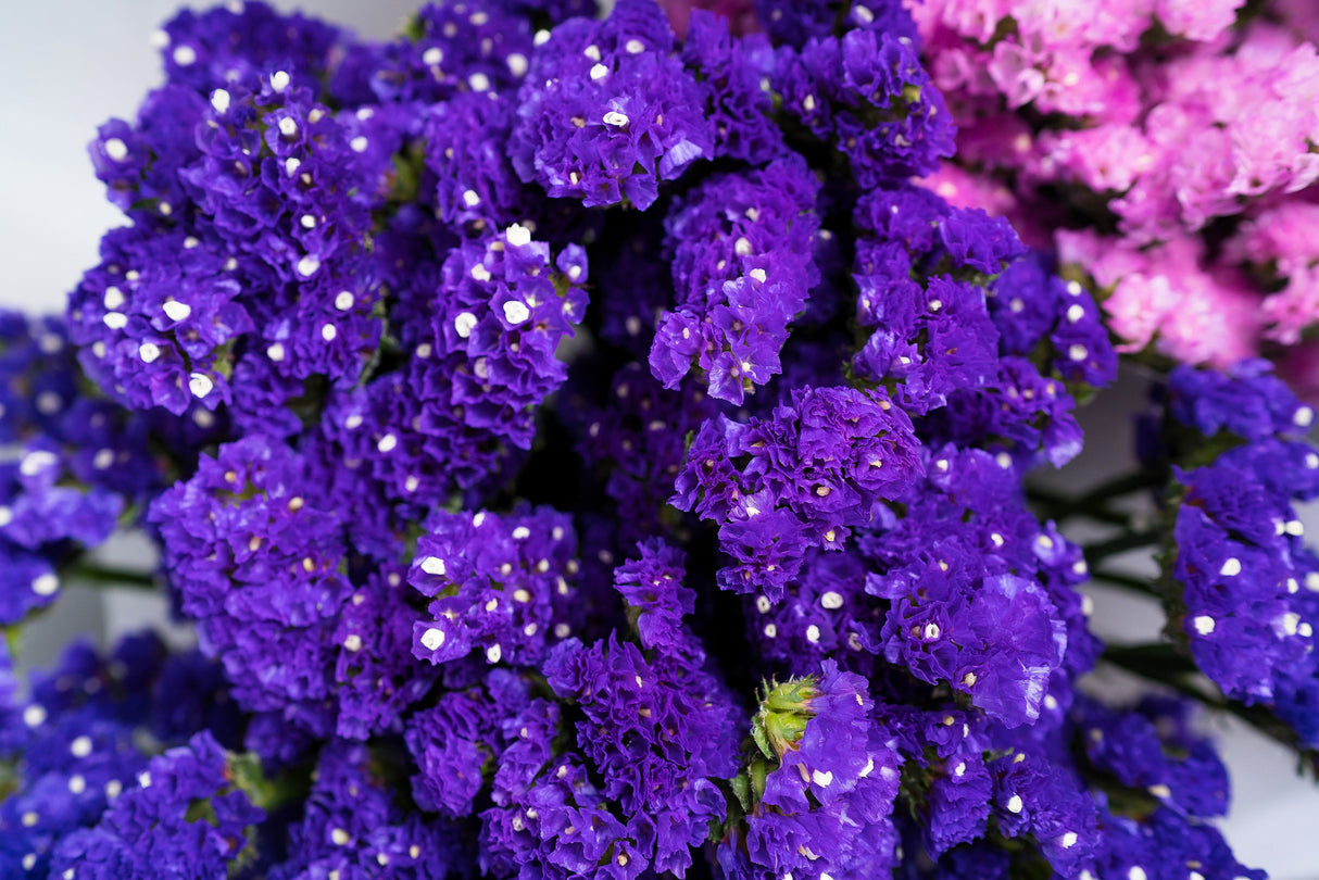 50 Pacific Mix STATICE (Sea Lavender) Mixed Colors  Limonium Sinuatum Flower Seeds