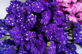 50 Pacific Mix STATICE (Sea Lavender) Mixed Colors  Limonium Sinuatum Flower Seeds